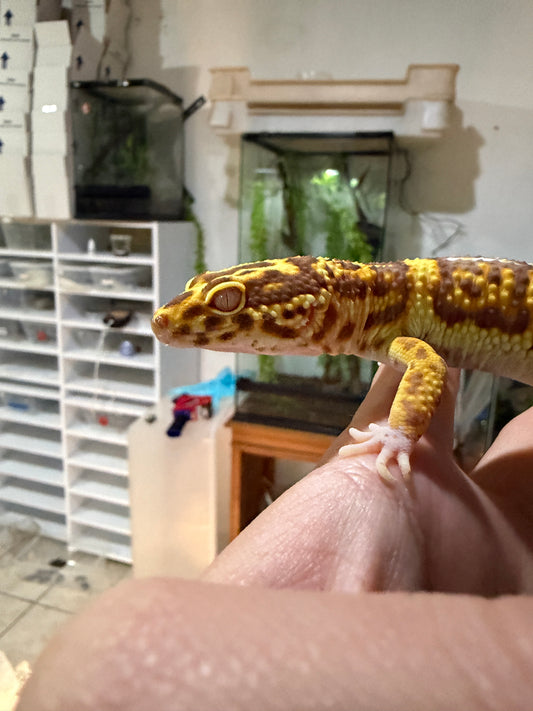 GECKO LEOPARDO BELL ALBINO MACHO JUVENIL