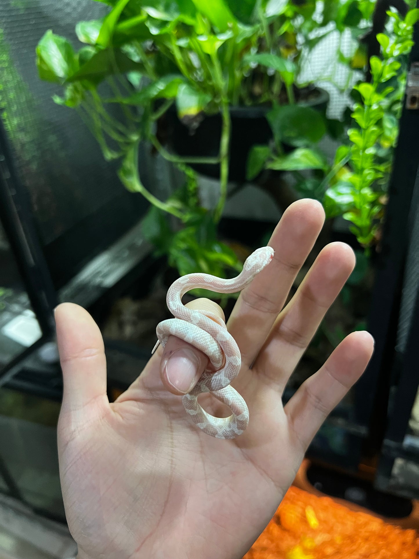 SERPIENTE MAICERA SNOW HEMBRA 41