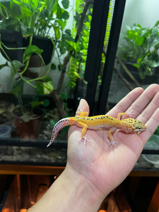 HYPO HET TREMPER HEMBRA JUVENIL