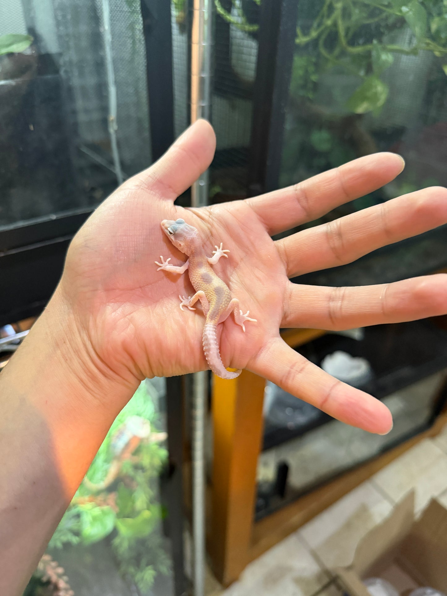 GECKO LEOPARDO MACK SNOW ALBINO TREMPER TANGERINE
