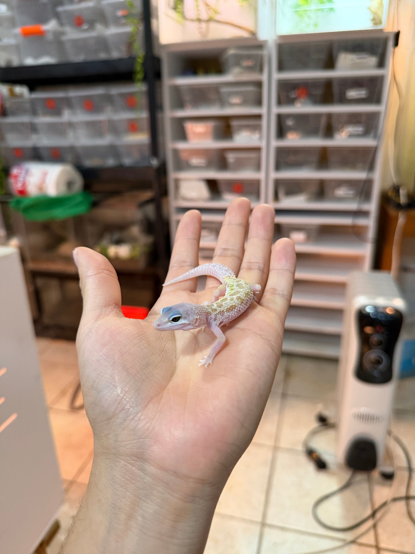 GECKO LEOPARDO MURPHY PATTERNLESS MACHO 1