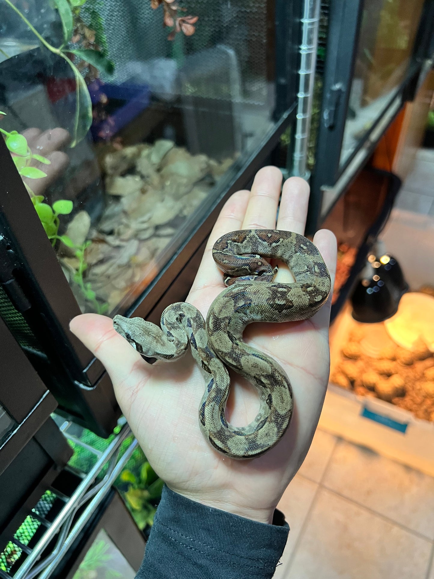 BOA MEXICANA LOCALIDAD VERACRUZ CBB