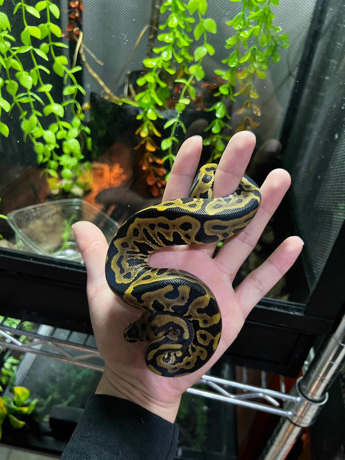 SPOTNOSE LEOPARD HEMBRA 45