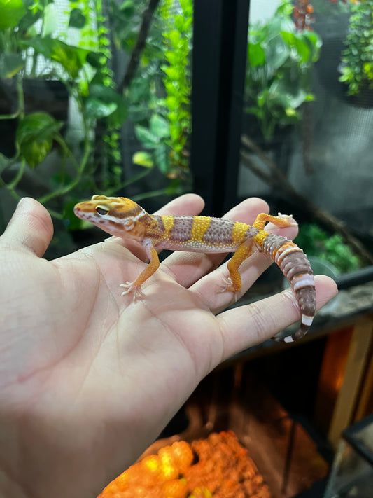 TANGERINE TREMPER 1