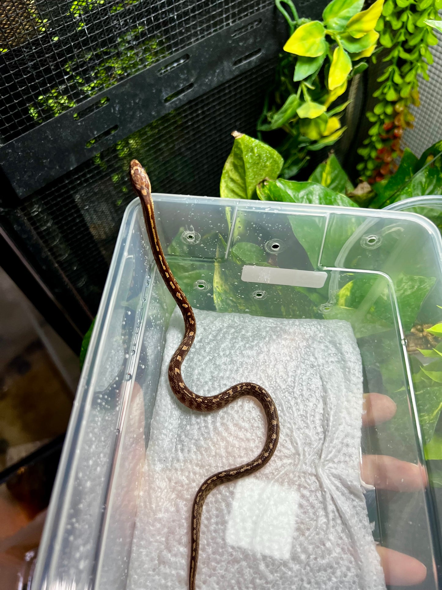 SERPIENTE MAICERA TESSERA HEMBRA 15