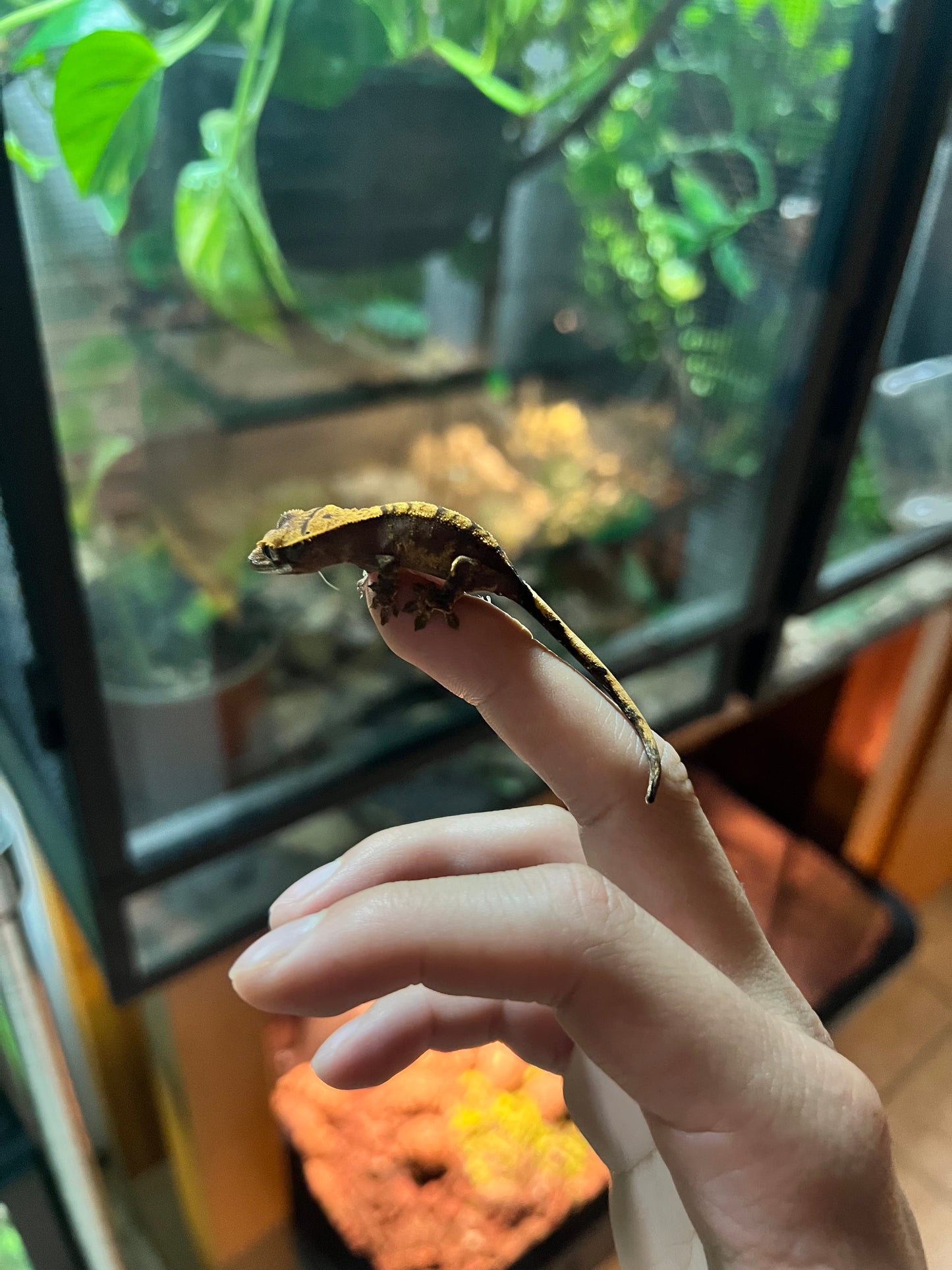 Gecko crestado BBY