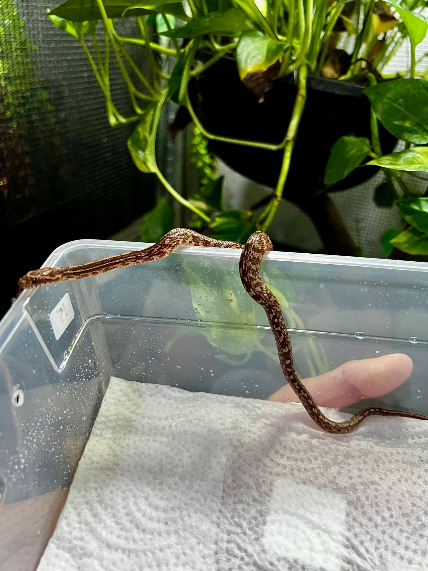 SERPIENTE MAICERA TESSERA HEMBRA 15
