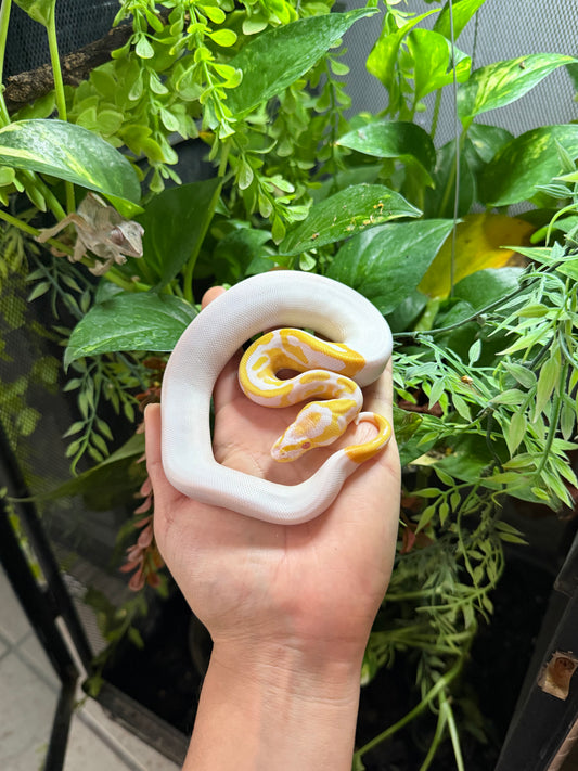 PITÓN BOLA ALBINO PIED HEMBRA 1