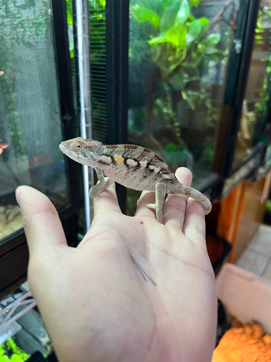 CAMALEÓN PANTERA RBBB HEMBRA JUVENIL