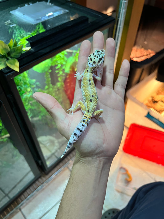 HYPO TANGERINE MACHO 10