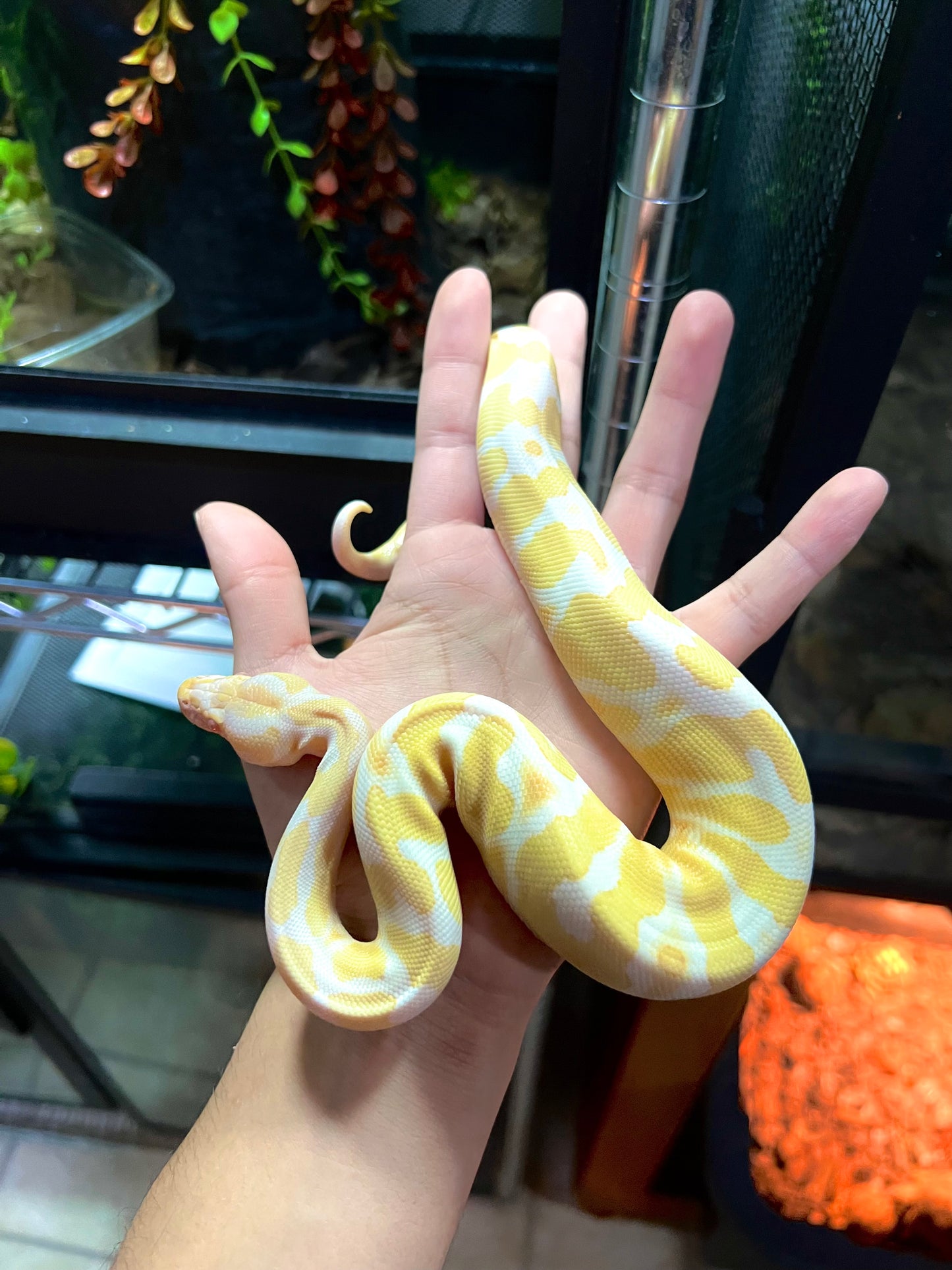 ALBINO YELLOW BELLY MACHO 68