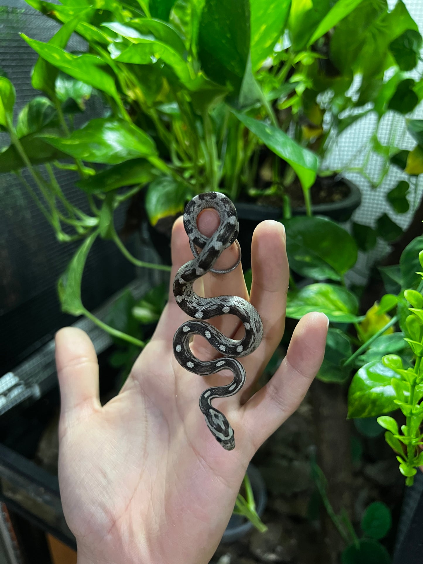 SERPIENTE MAICERA MOTLEY ANERY HEMBRA 12
