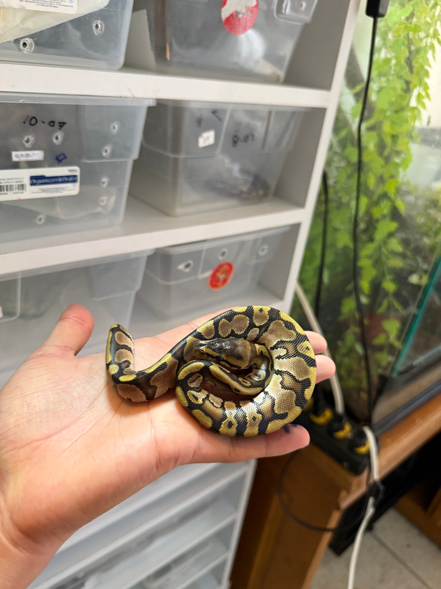 PITÓN BOLA WOMA HET PIED MACHO 9