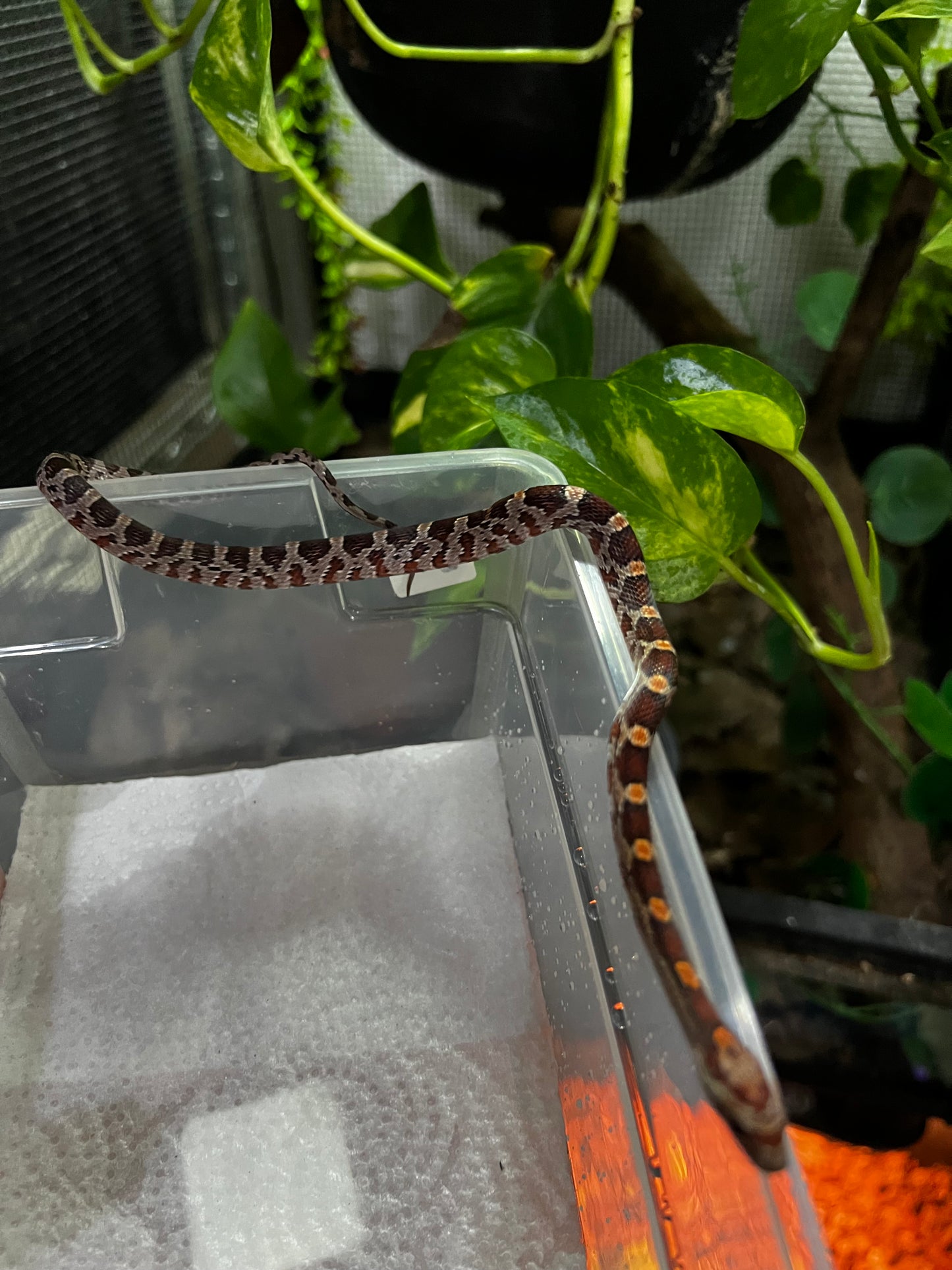 SERPIENTE MAICERA NOMINAL HEMBRA 27