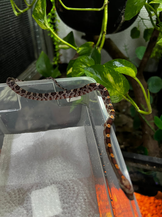 SERPIENTE MAICERA NOMINAL HEMBRA 27