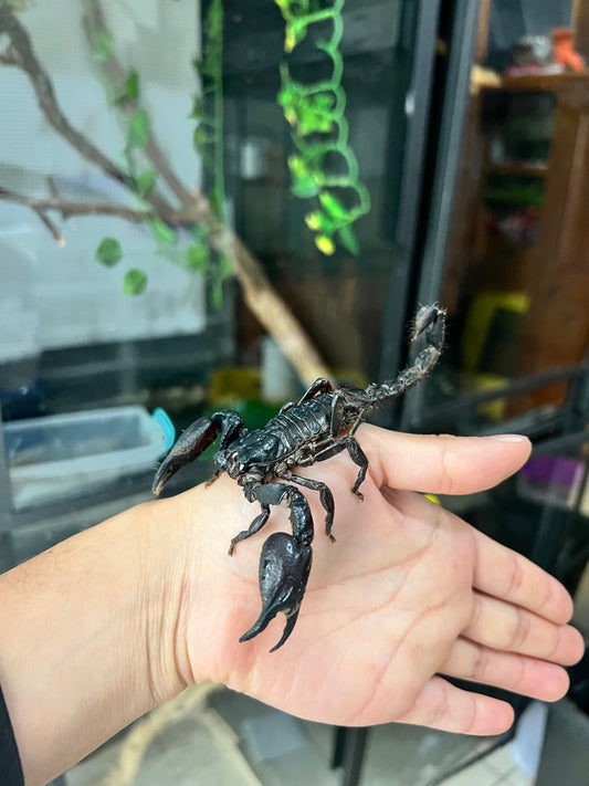 Escorpión asiático