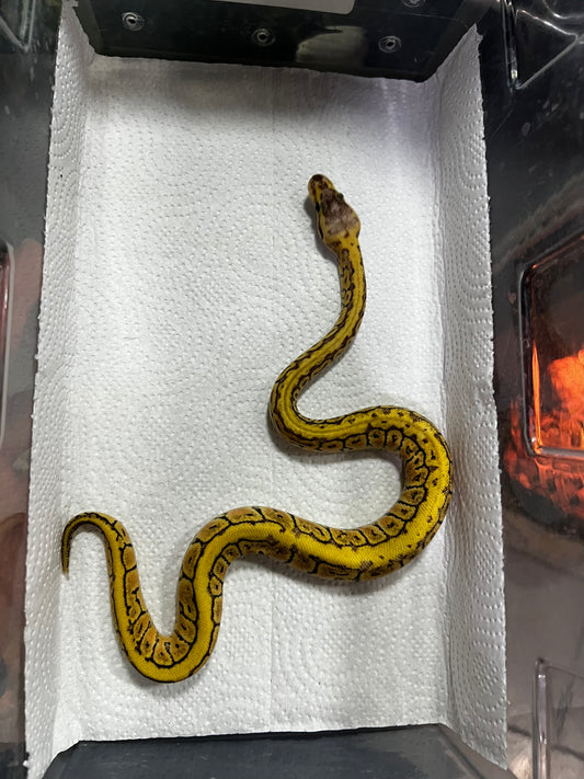 LEMONBLAST HET CLOWN MACHO 34