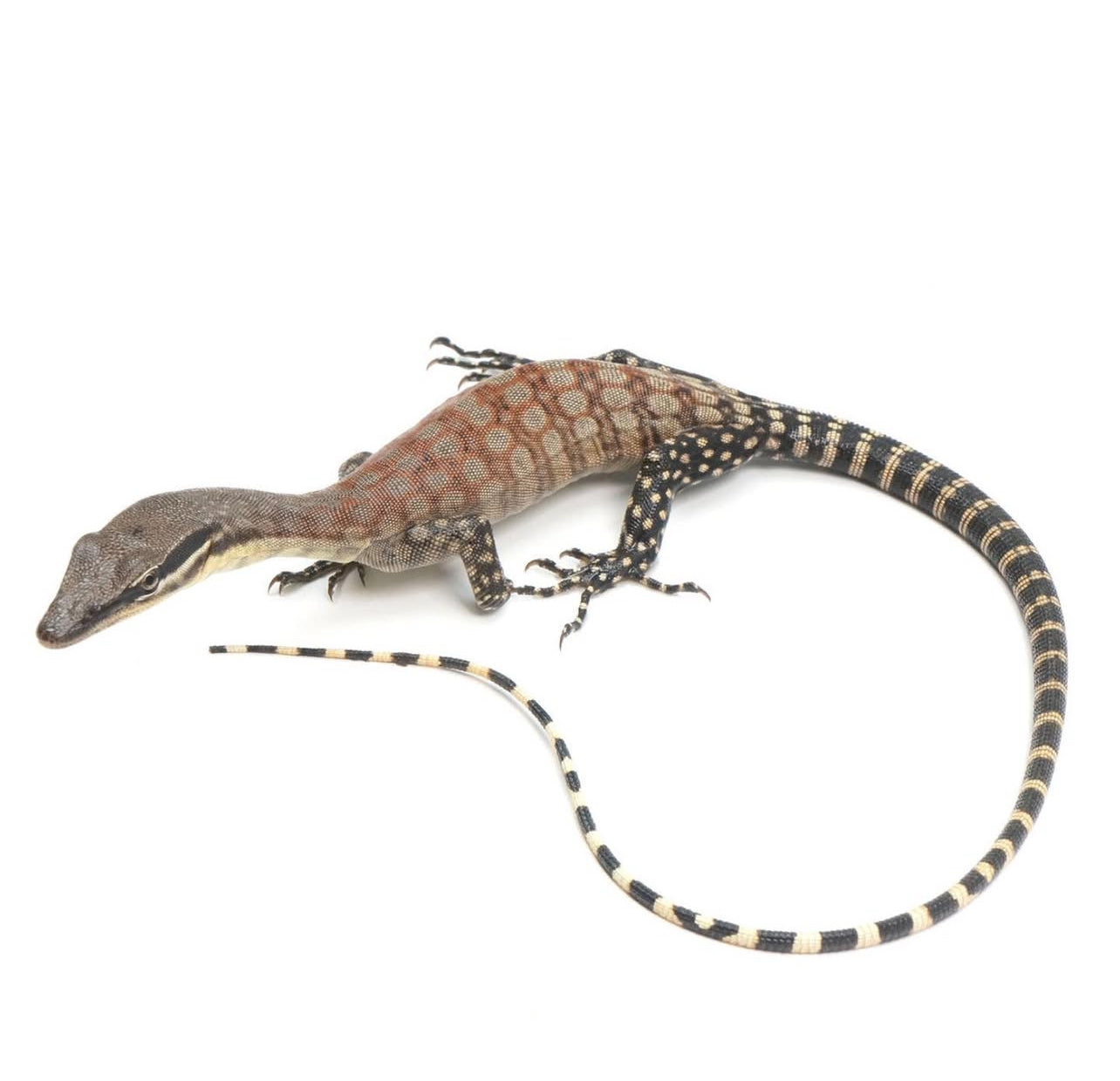 KIMBERLY ROCK MONITOR LIZARD