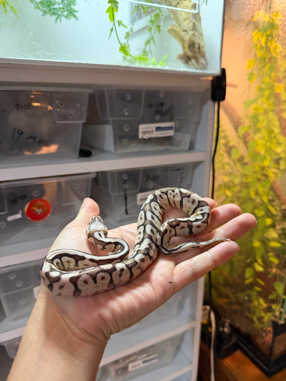 PITÓN BOLA LESSER CINNAMON HEMBRA 9-3