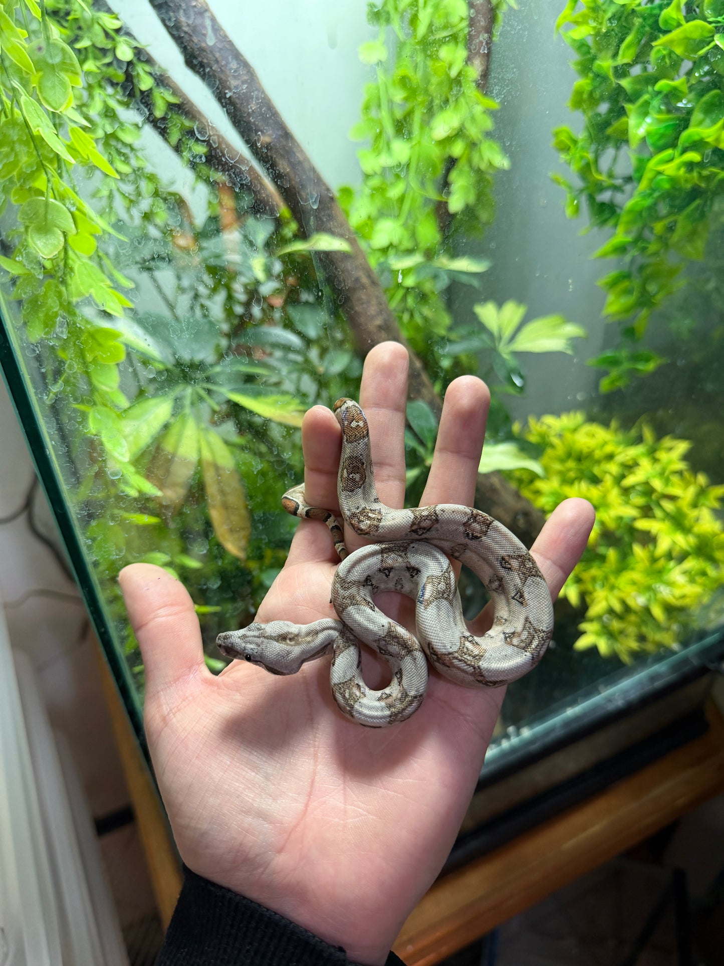 BOA MEXICANA LOCALIDAD SONORA MACHO SH6