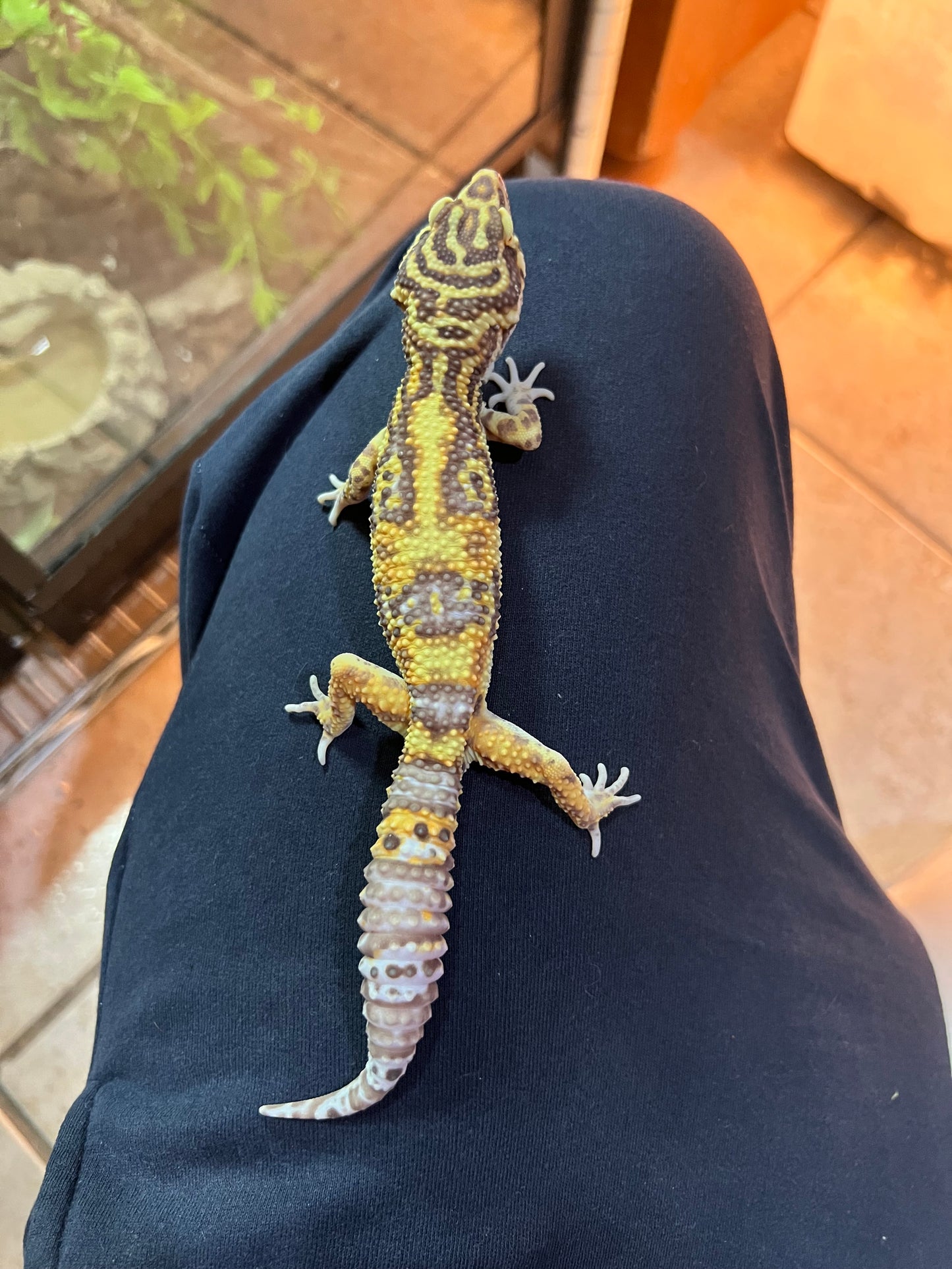 BELL ALBINO MACHO