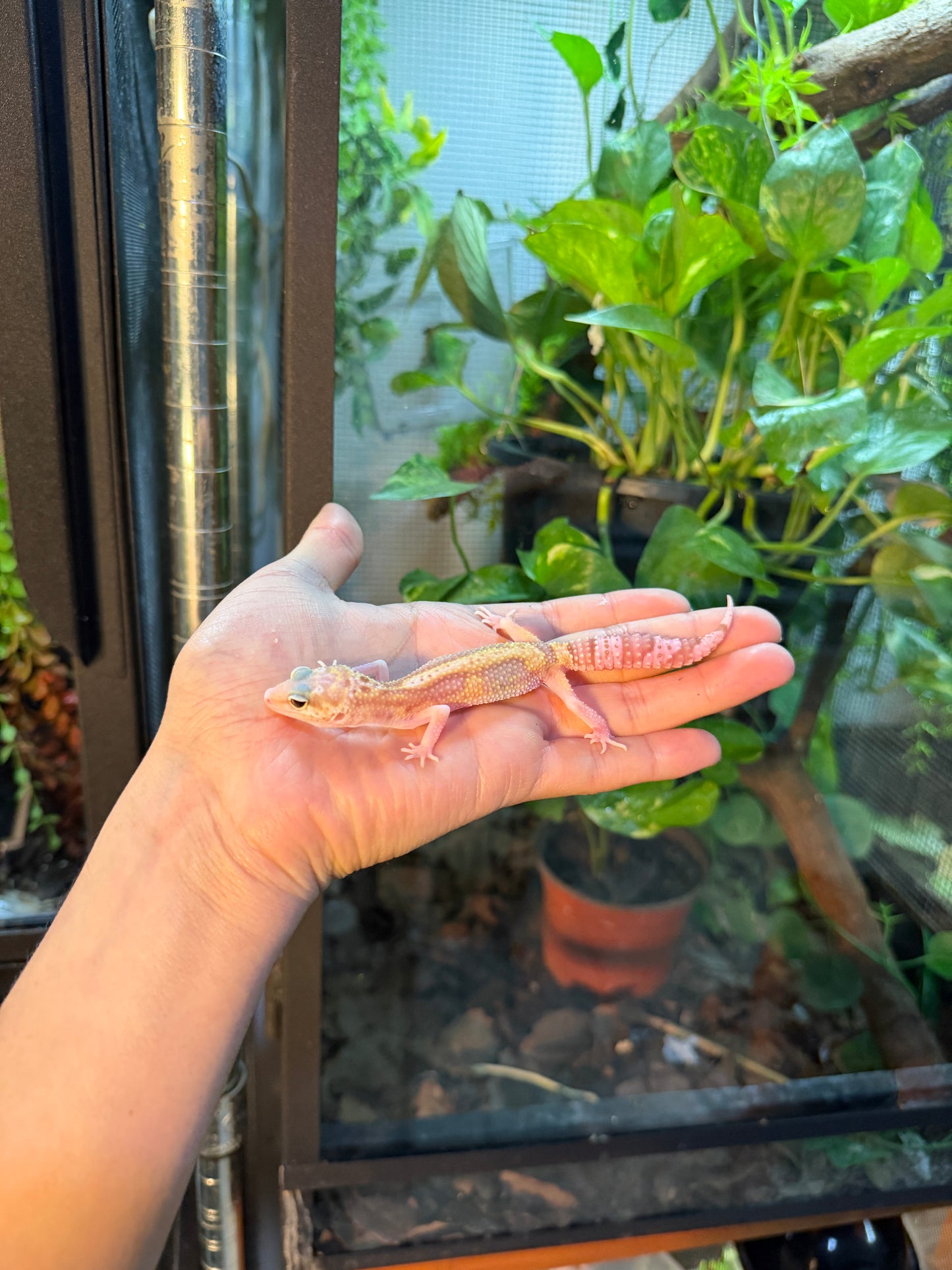 GECKO LEOPARDO TYPHOON 095