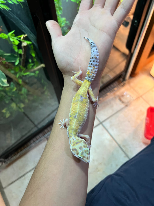 HYPO TANGERINE HEMBRA 12