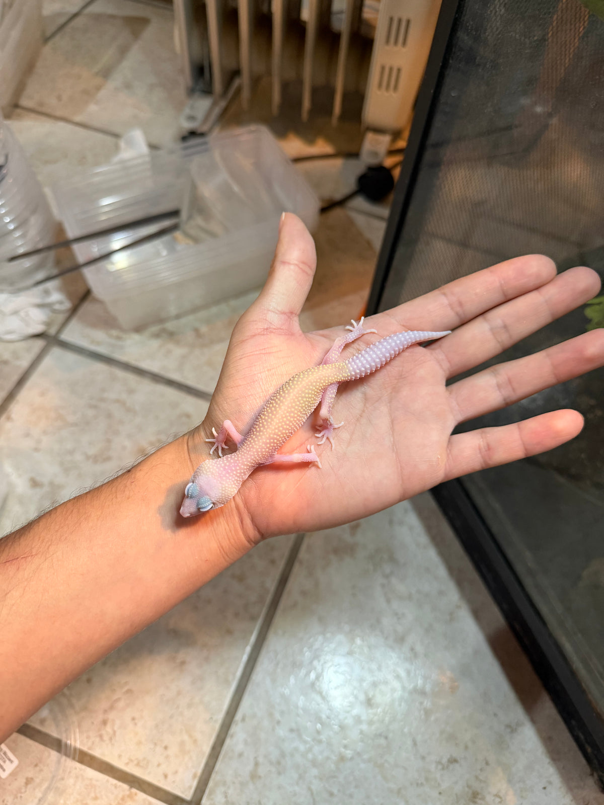 GECKO LEOPARDO BLAZZING BLIZZARD INCUBADO PARA HEMBRA 110