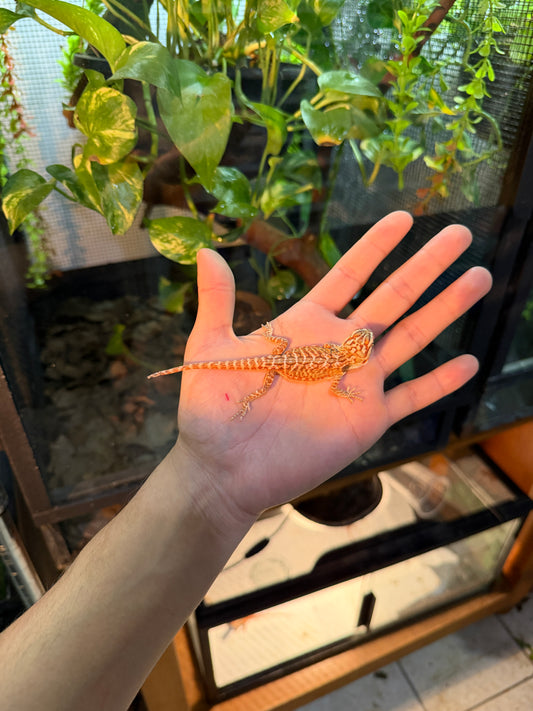 DRAGÓN BARBUDO ROJIZO LEATHERBACK 13 (PUNTA DE COLA MORDIDA, LE VOLVERÁ A CRECER)