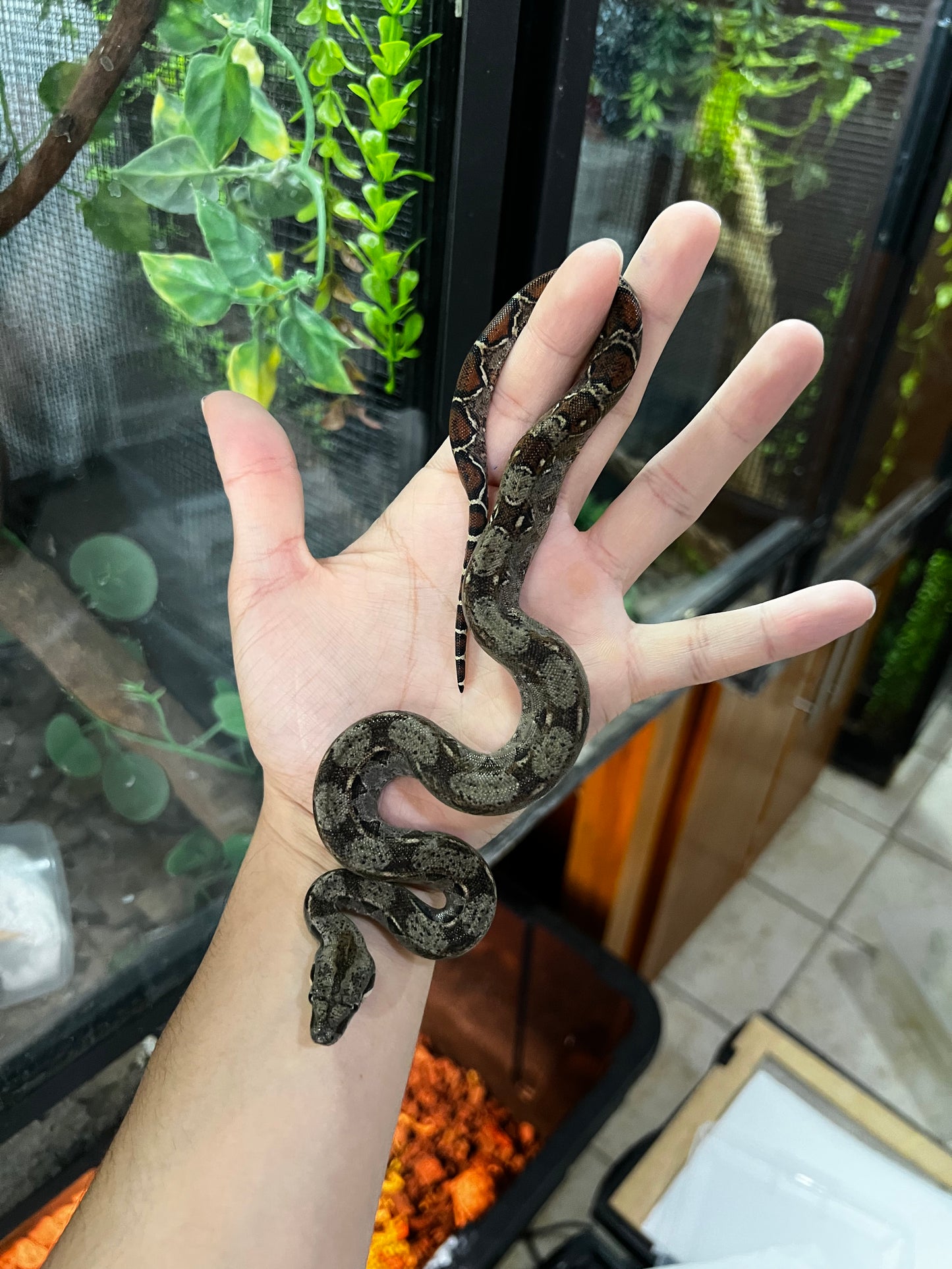 BOA MEXICANA LOCALIDAD VERACRUZ HEMBRA 93