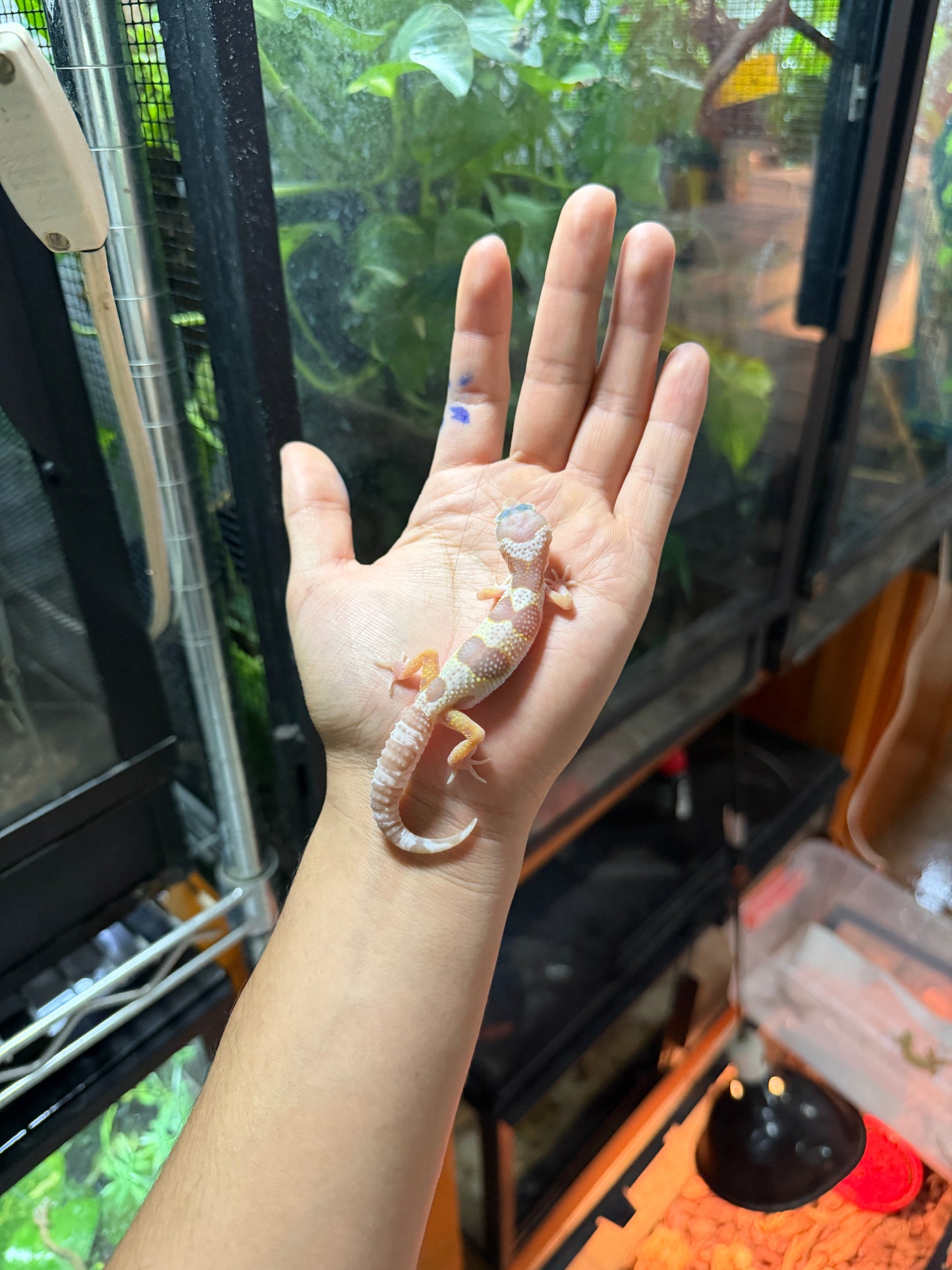GECKO LEOPARDO MACK SNOW TREMPER TANGERINE 66