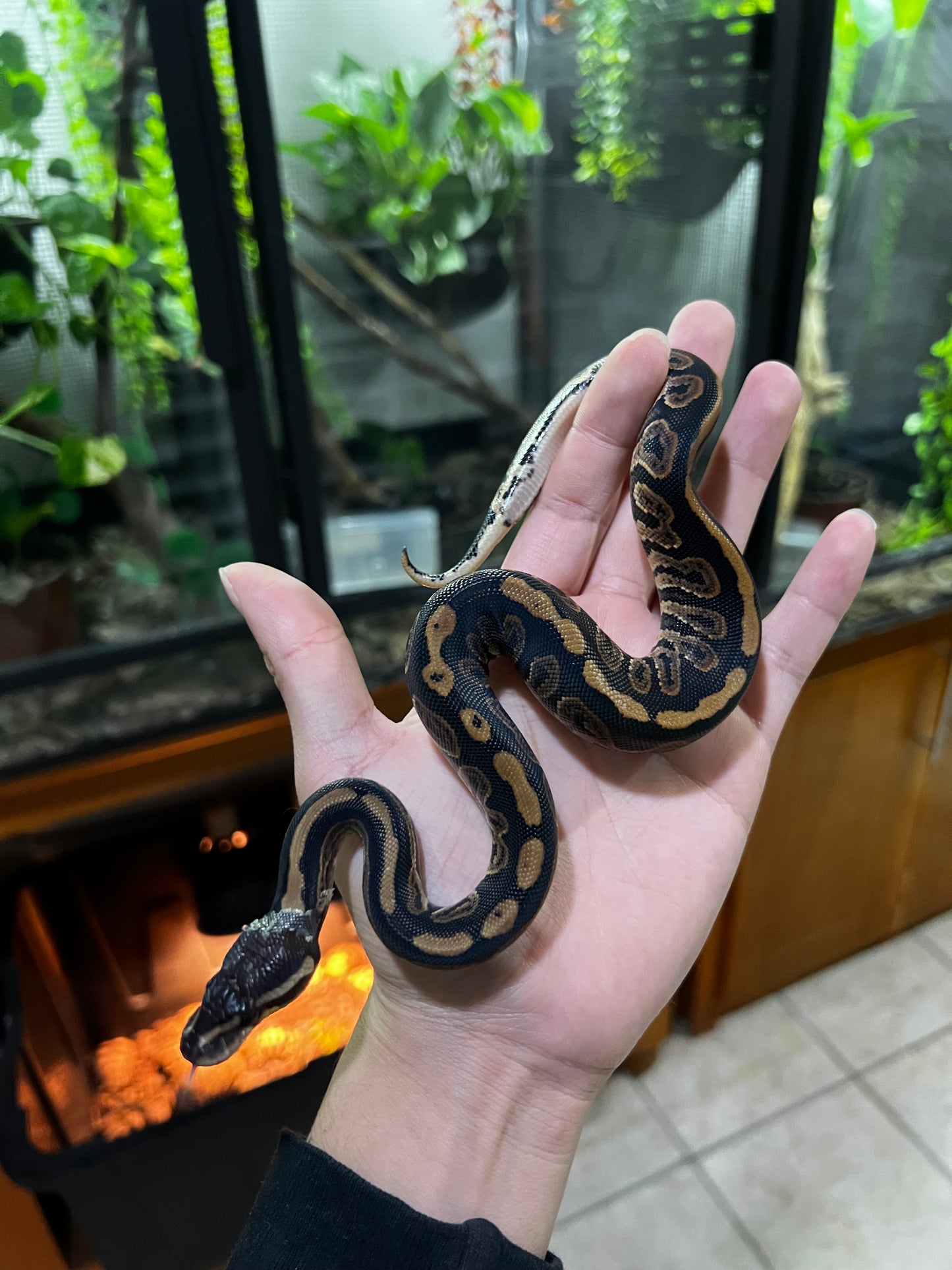 BLACK PASTEL HEMBRA 59
