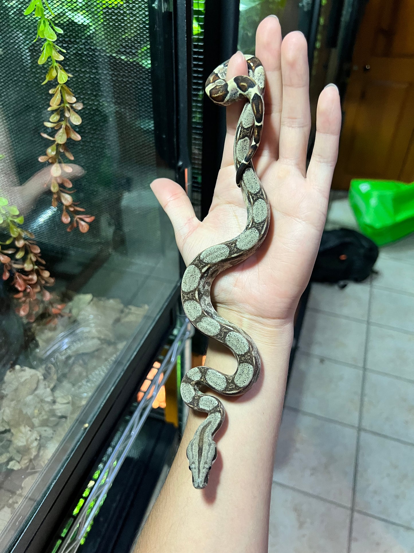 BOA COLOMBIANA 50% HET KHAL ANERY HEMBRA 14/49