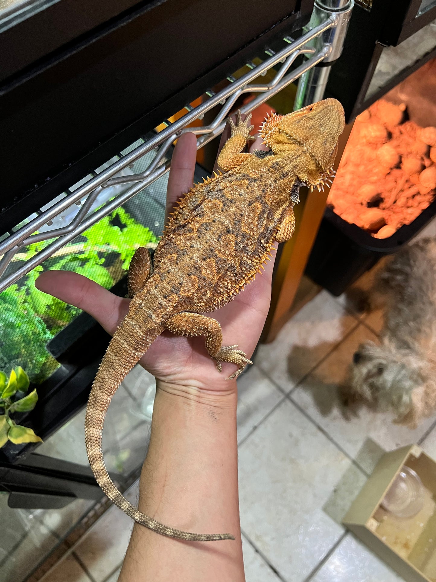 DRAGÓN BARBUDO ROJO SUB ADULTO