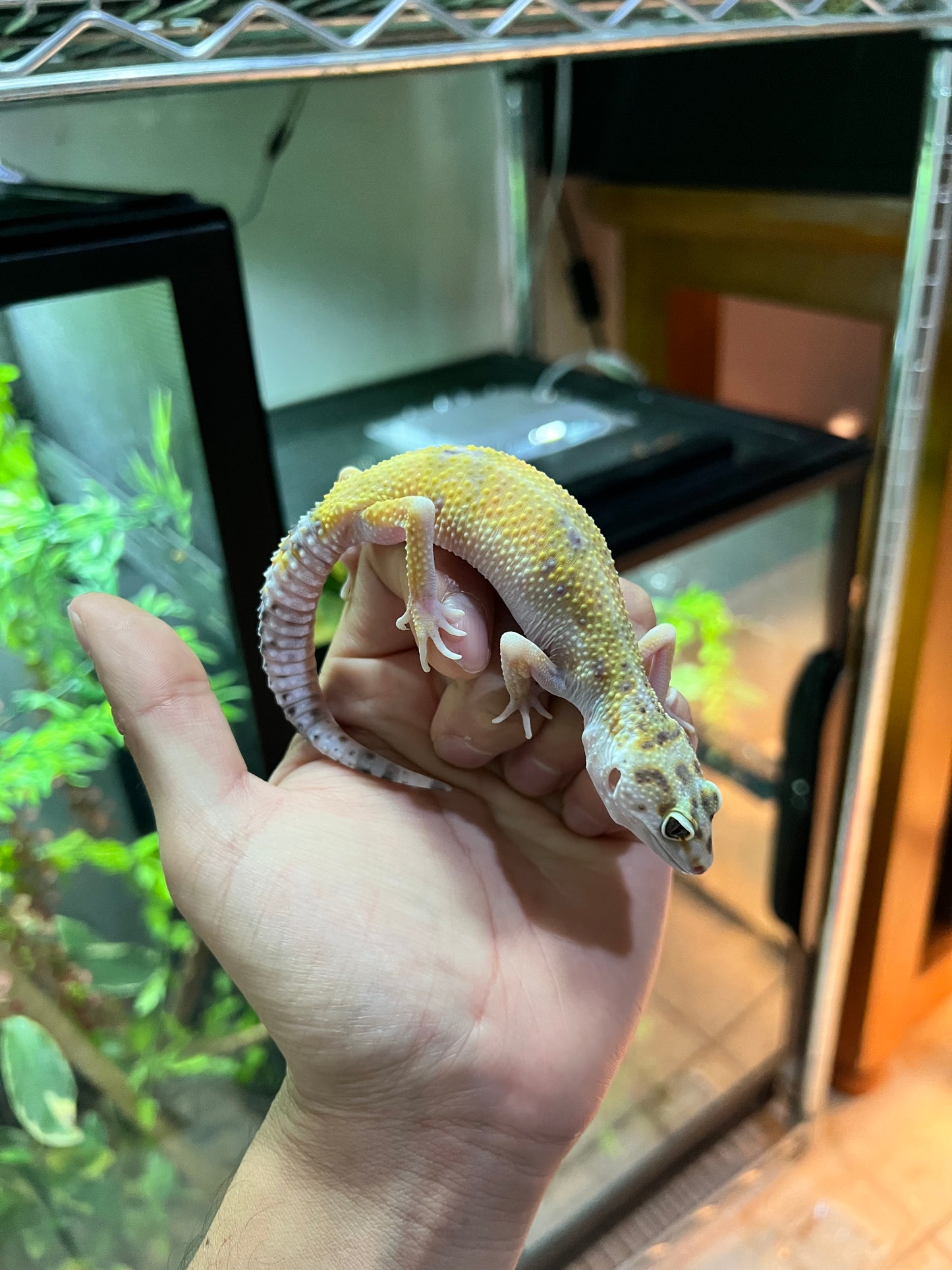 HYPO TANGERINE HEMBRA 12