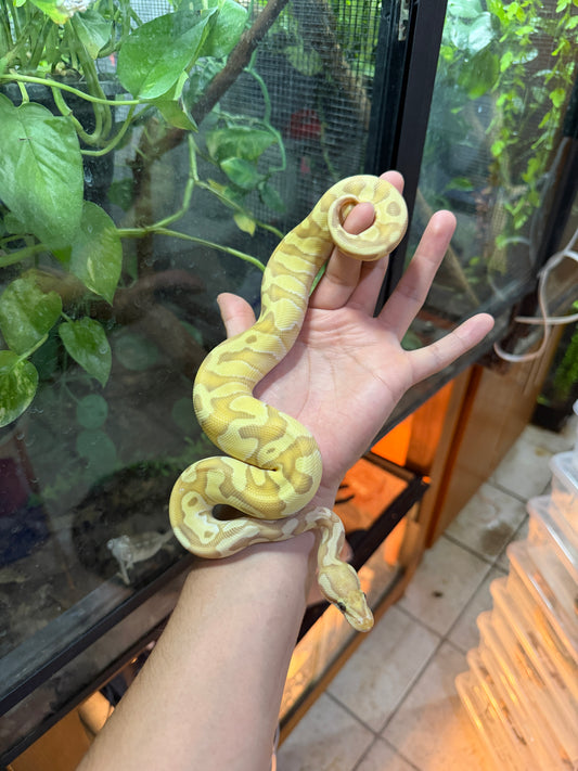 PITON BOLA BANANA ENCHI LESSER MACHO 8