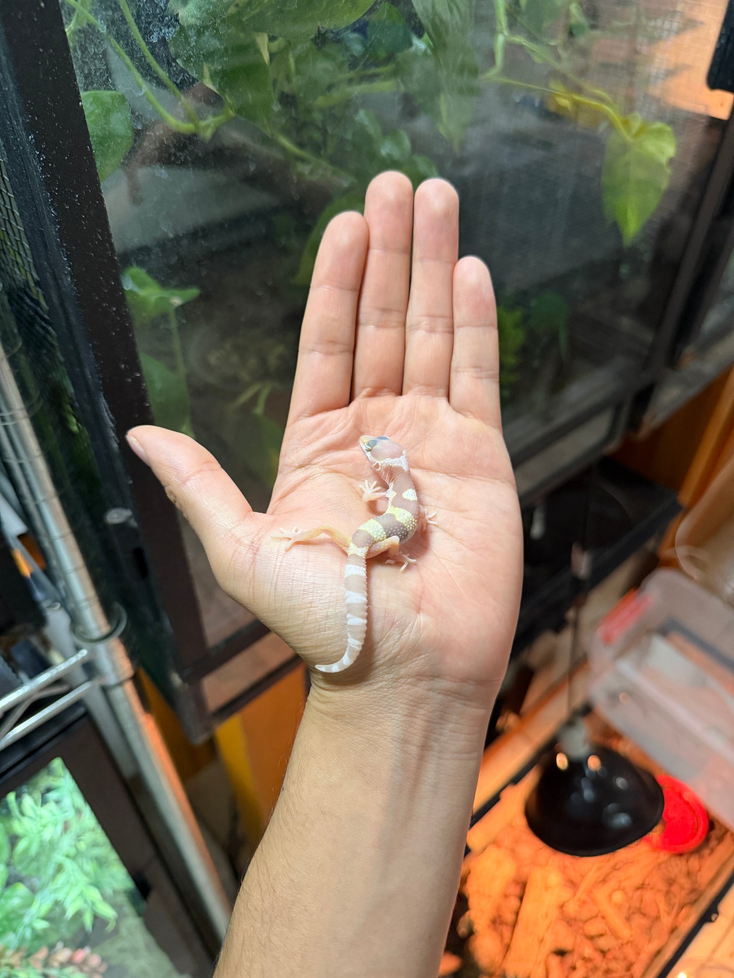 GECKO LEOPARDO MACK SNOW ALBINO TREMPER TANGERINE 57