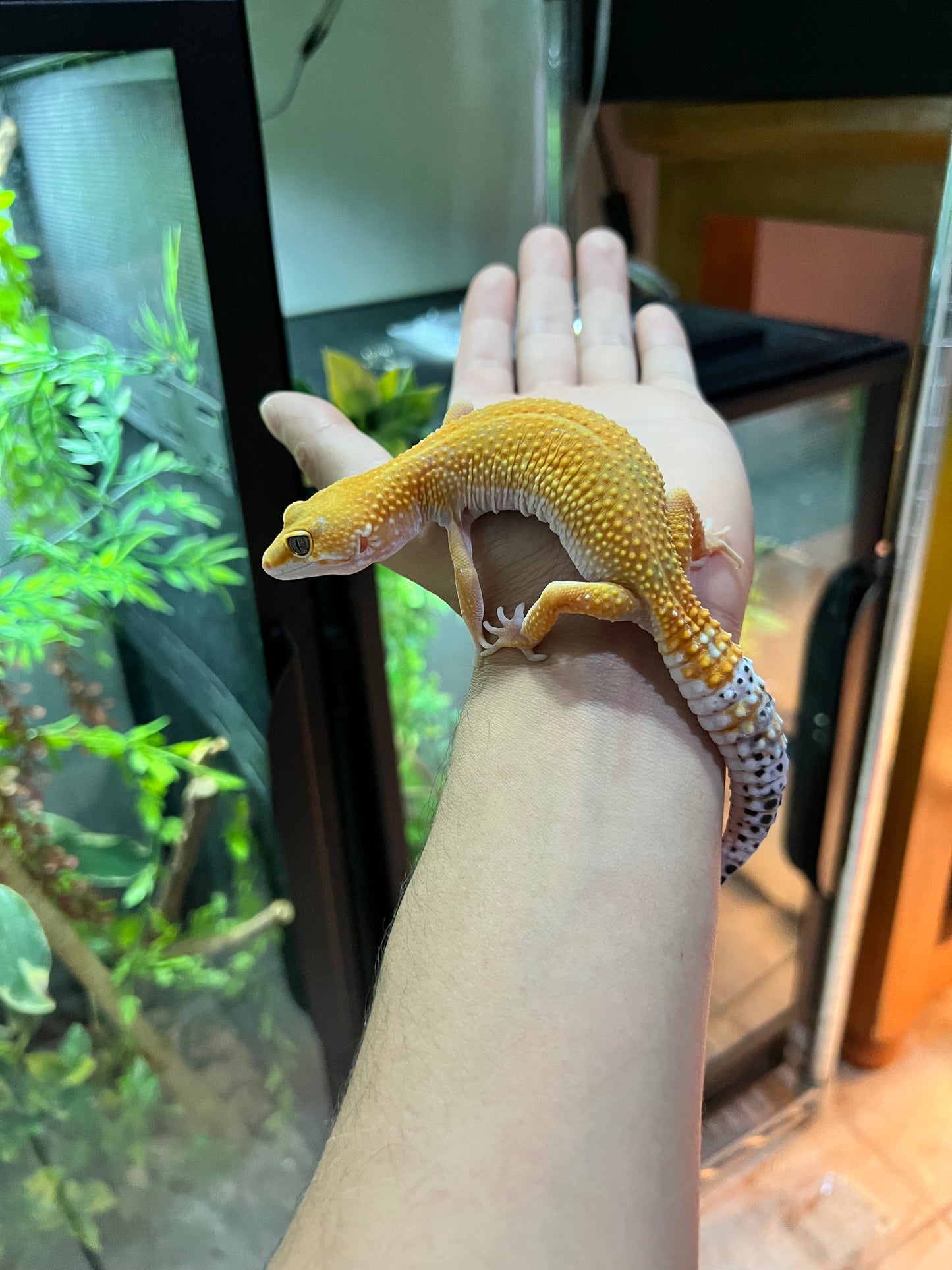 SÚPER HYPO TANGERINE HEMBRA 16