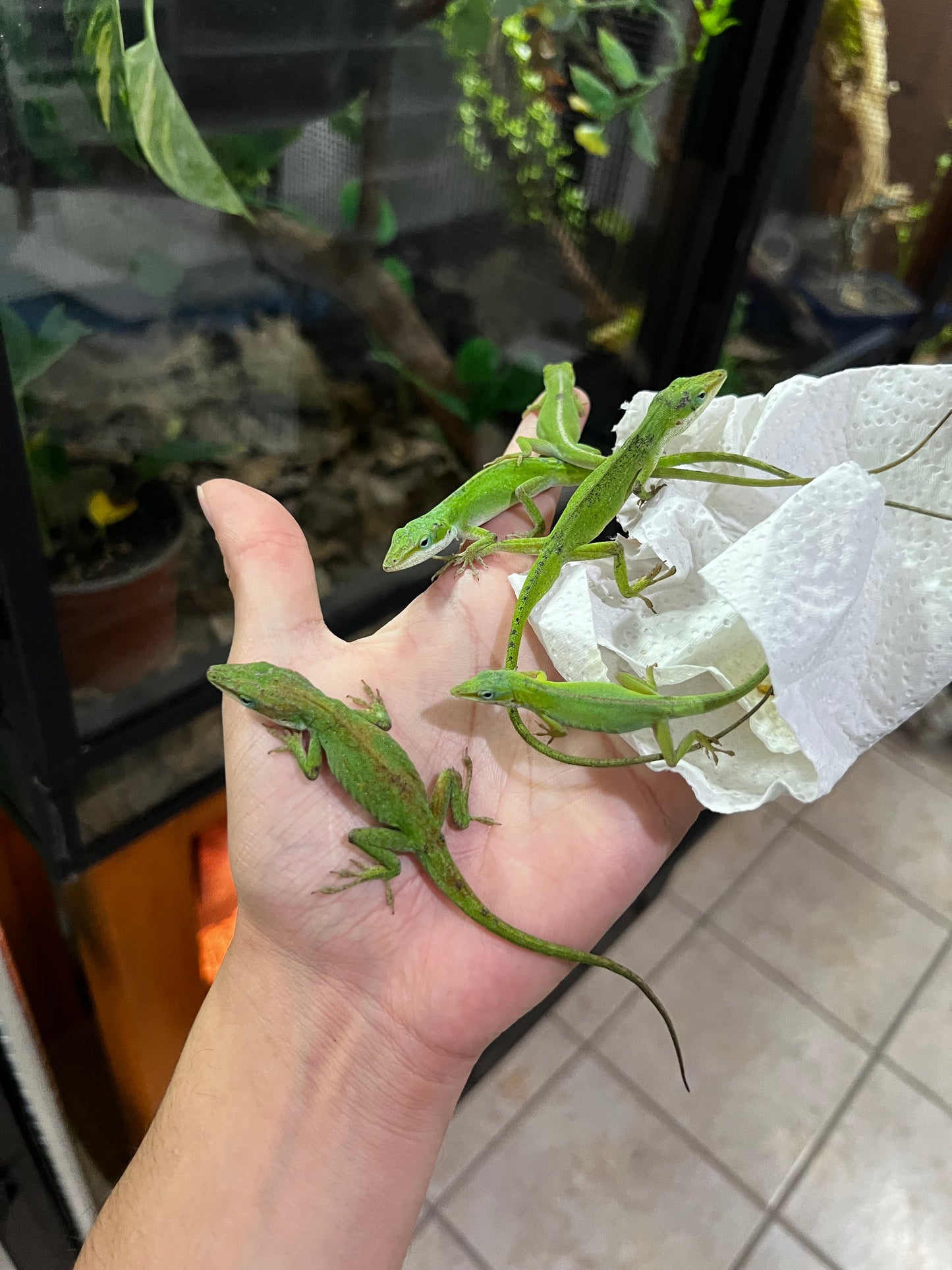 ANOLES VERDES