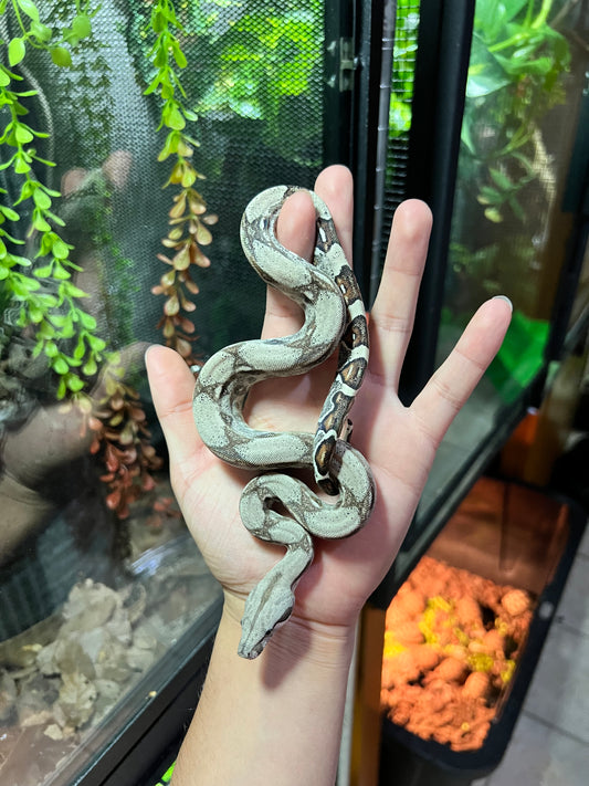 BOA COLOMBIANA 50% HET KHAL ANERY HEMBRA 15/49