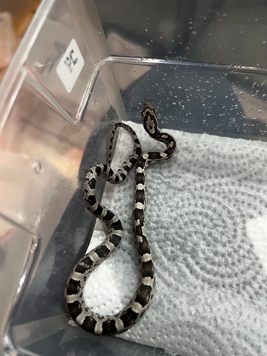 SERPIENTE MAICERA ANERY HEMBRA 24