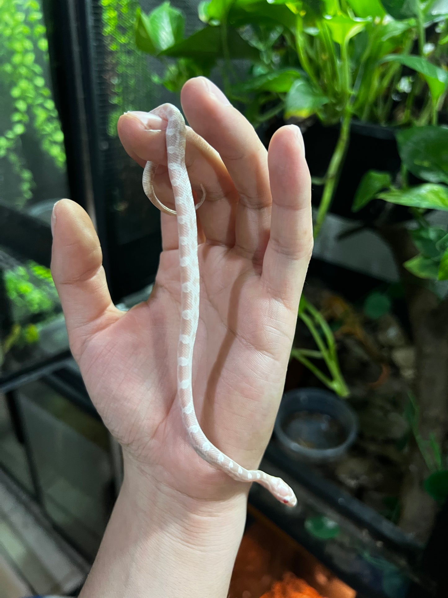SERPIENTE MAICERA SNOW HEMBRA 42