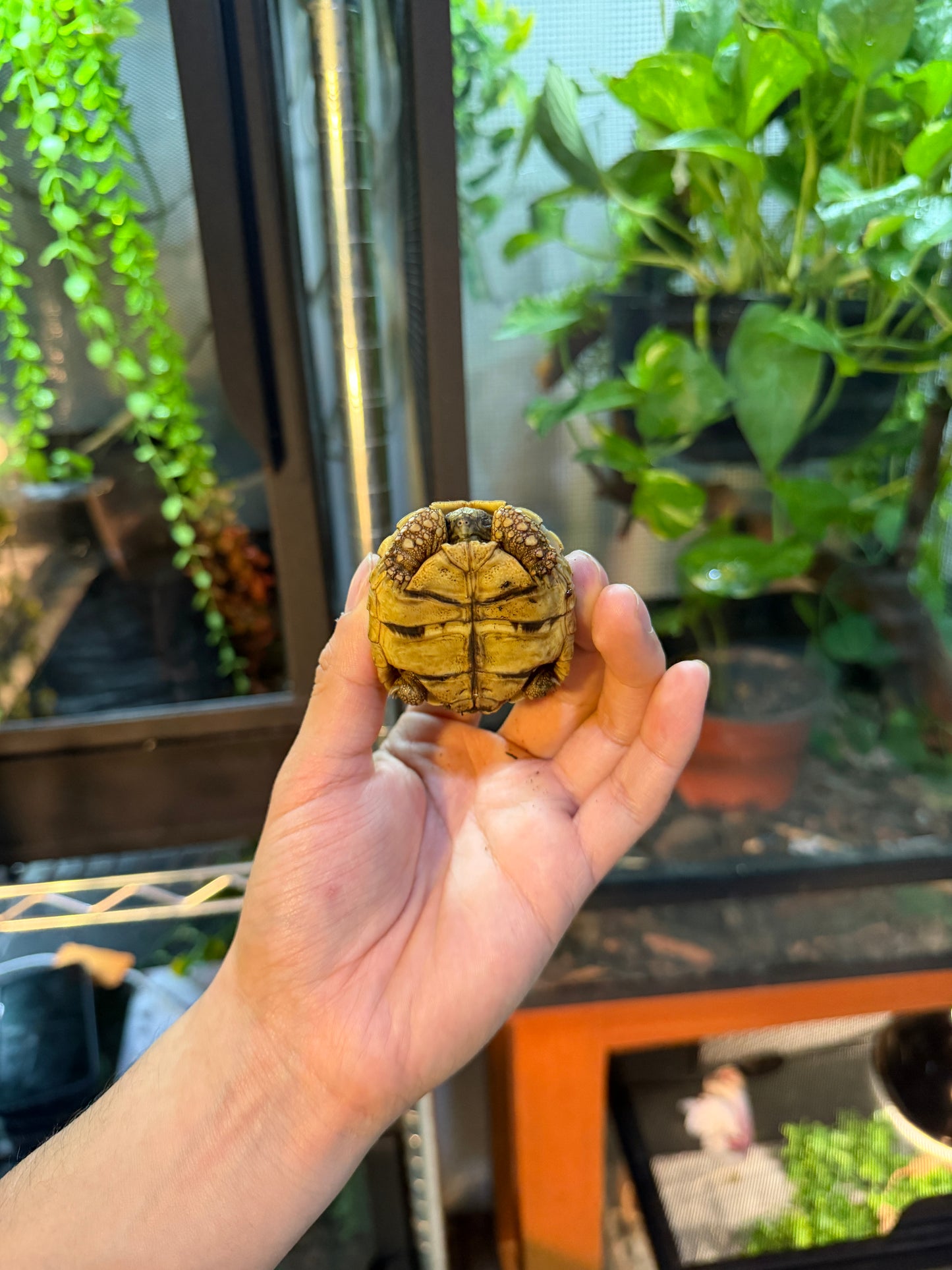 TORTUGA LEOPARDO 6 (Stigmochelys pardalis) CITES2025