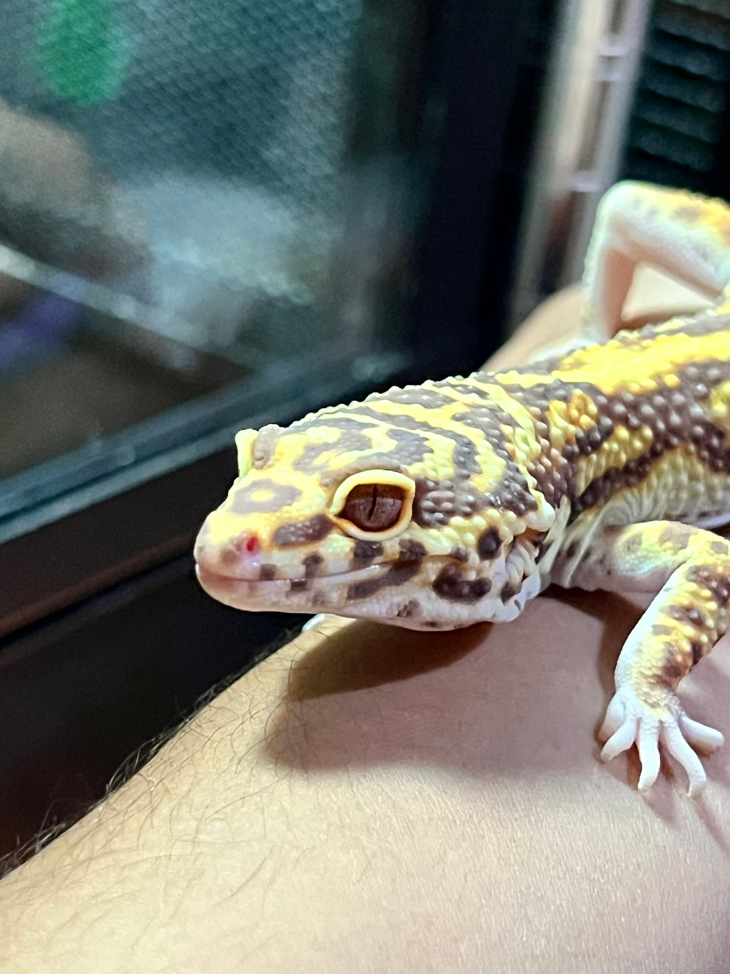 BELL ALBINO MACHO