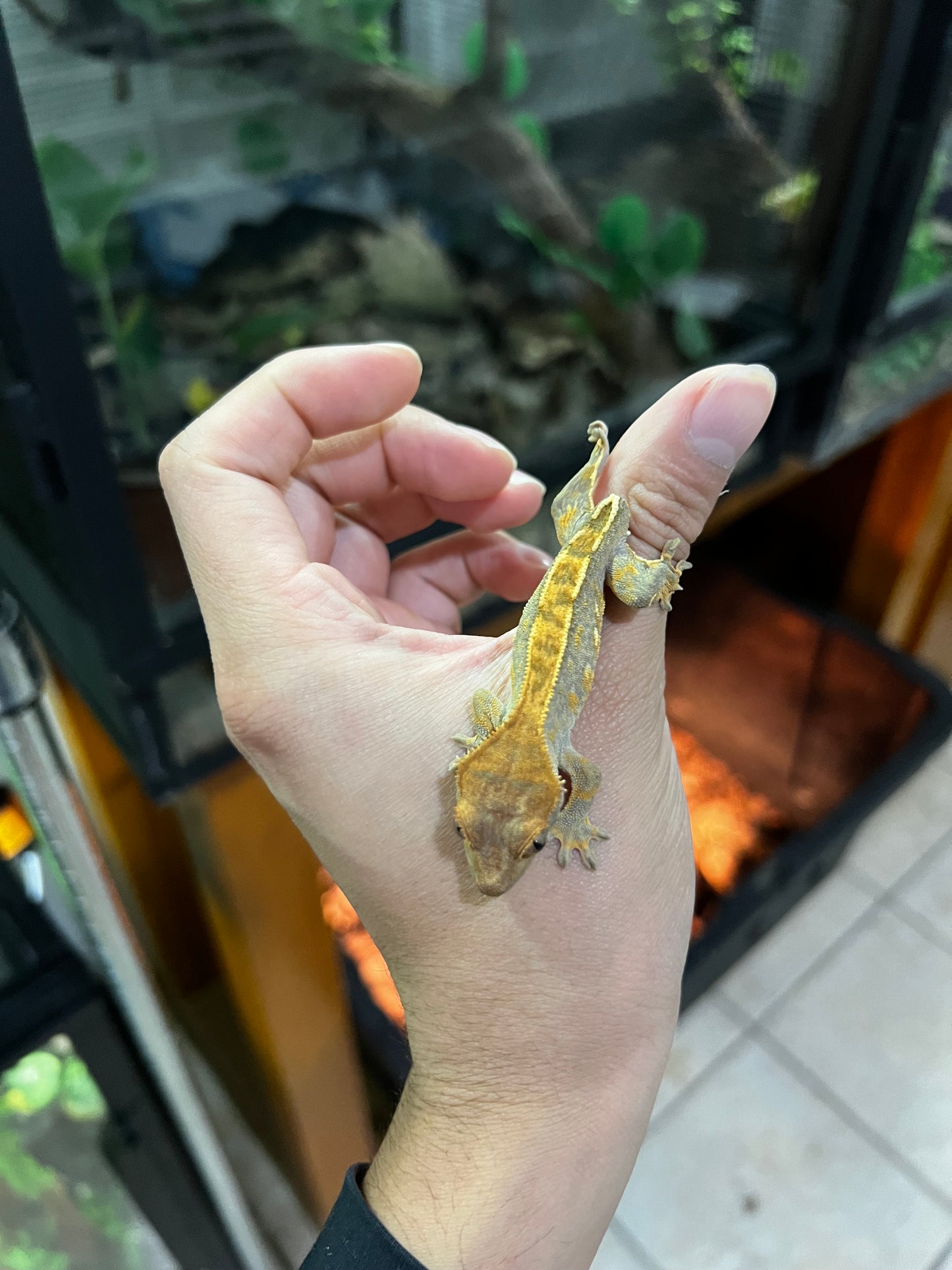 GECKO CRESTADO PINSTRIPE SIN COLA (no afecta su calidad de vida)