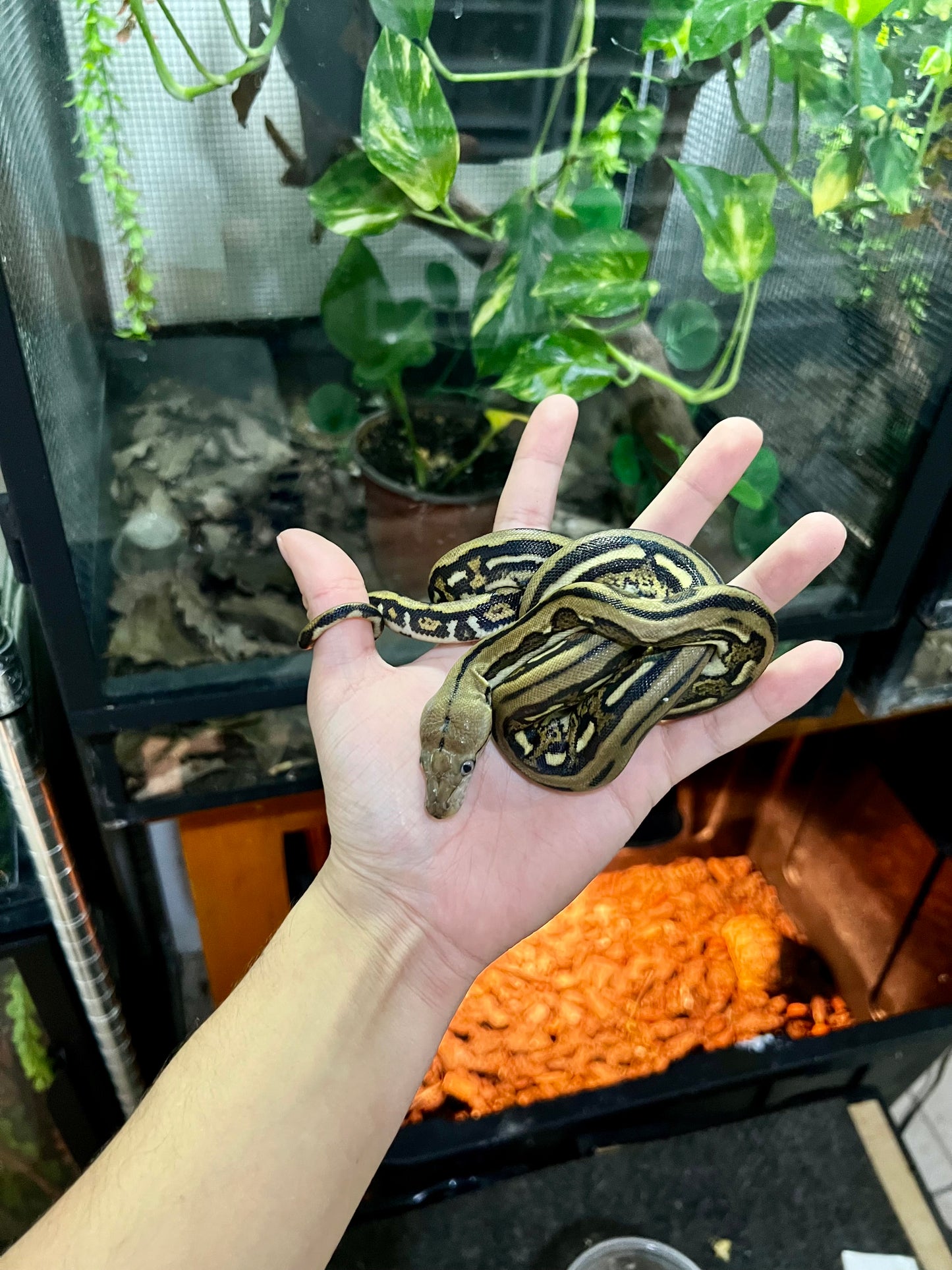 PITON RETICULADA TIGER 100% HET PIED HEMBRA 50cm aprox. 04-06