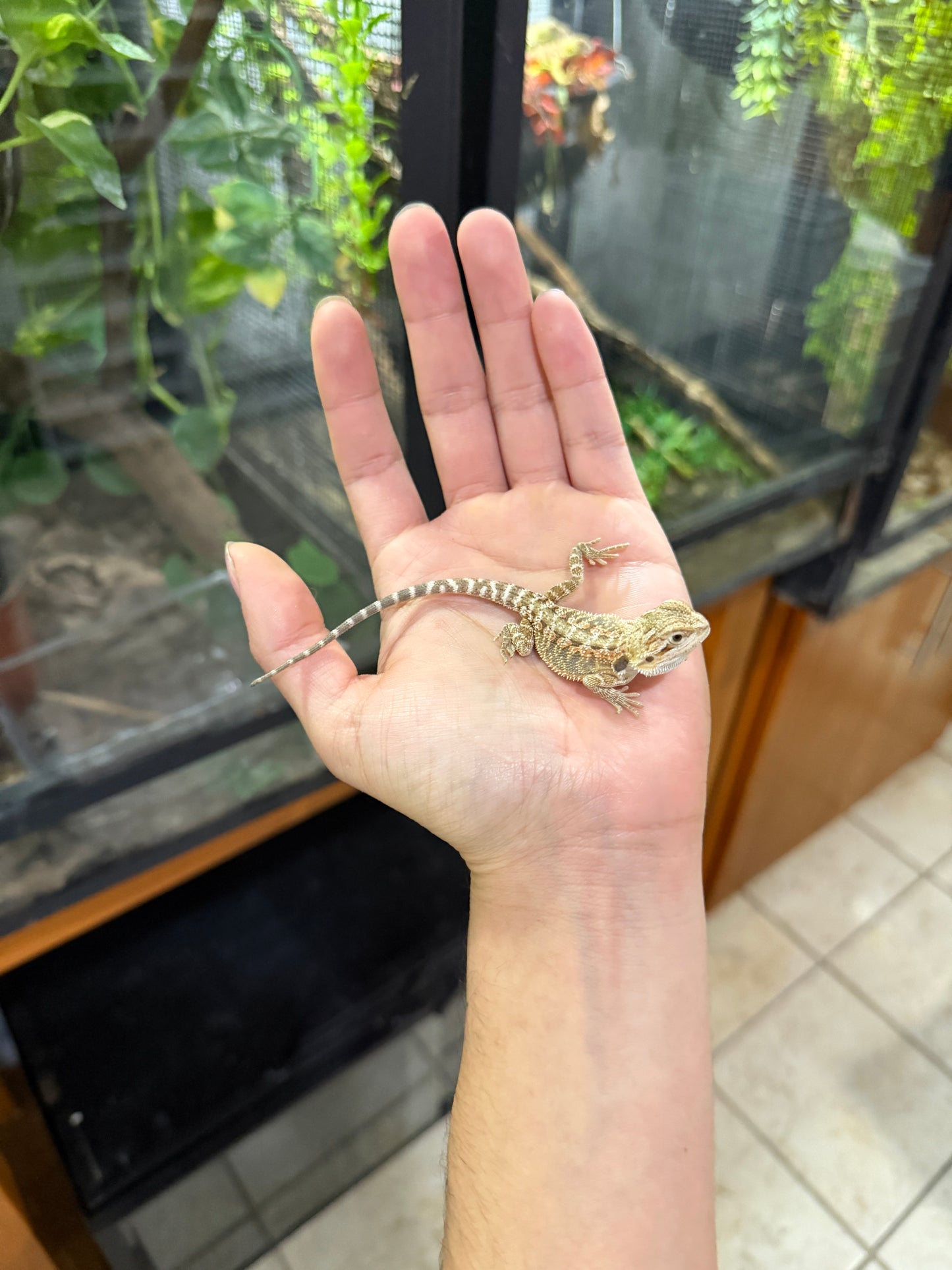 DRAGÓN BARBUDO NOMINAL CRIA 6