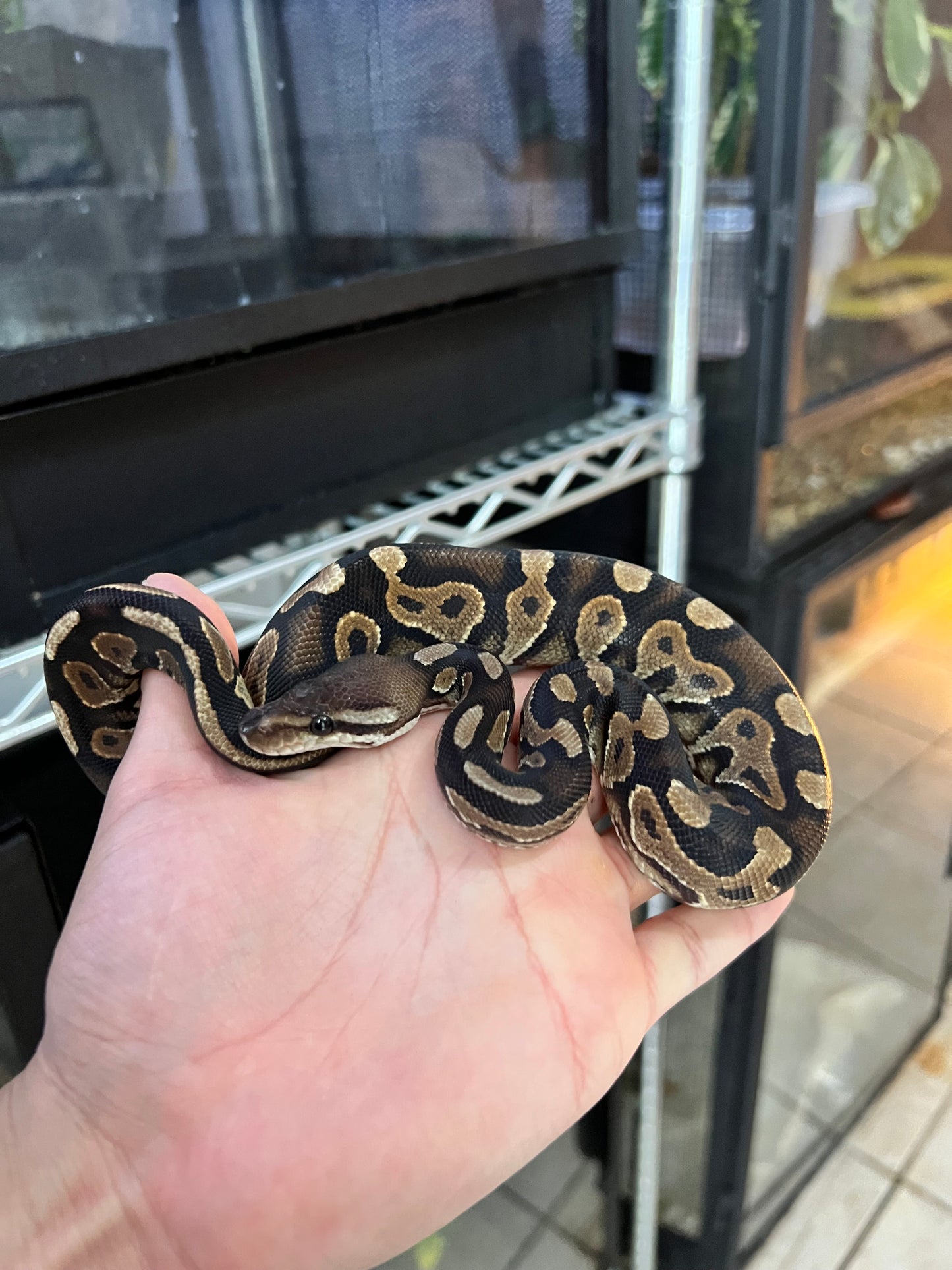 CINNAMON YB