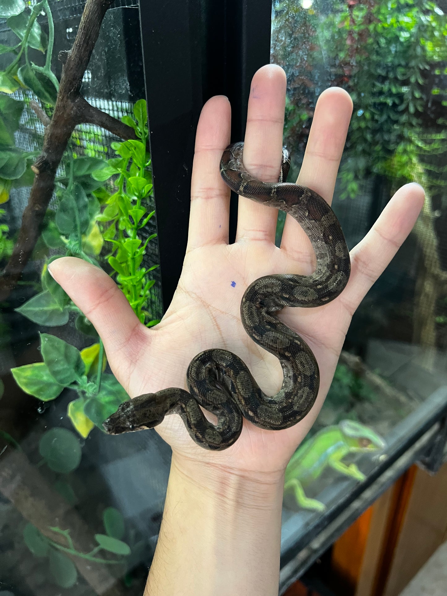 BOA MEXICANA LOCALIDAD VERACRUZ HEMBRA 85