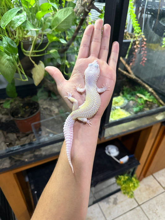 Gecko leopardo DIABLO BLANCO macho 4